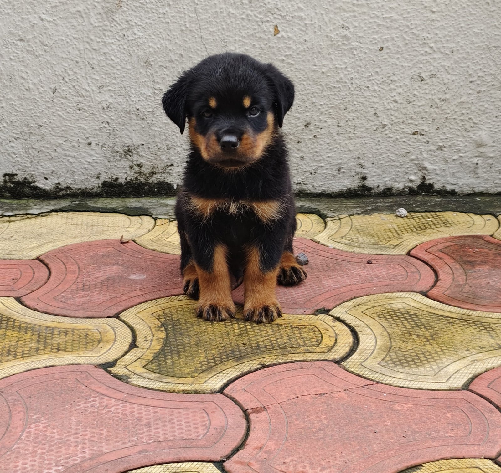 Order Female Rottweiler Puppy from Goa
